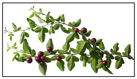 lemonsito in english|Limonsito / Triphasia trifolia P. Wils / Lime Berry: .